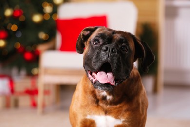 Photo of Cute dog in room decorated for Christmas, closeup