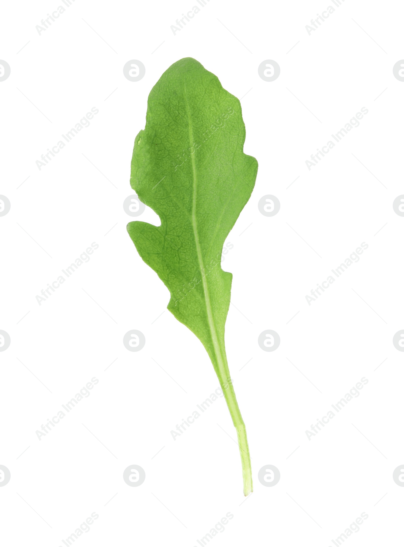 Photo of Fresh leaf of salad greens on white background