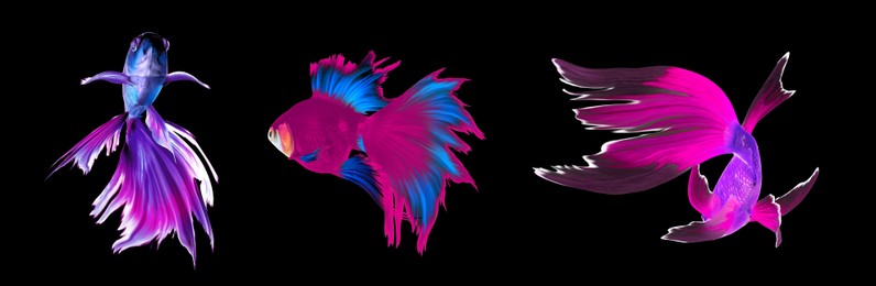 Image of Beautiful colorful betta fish on black background, collage. Banner design