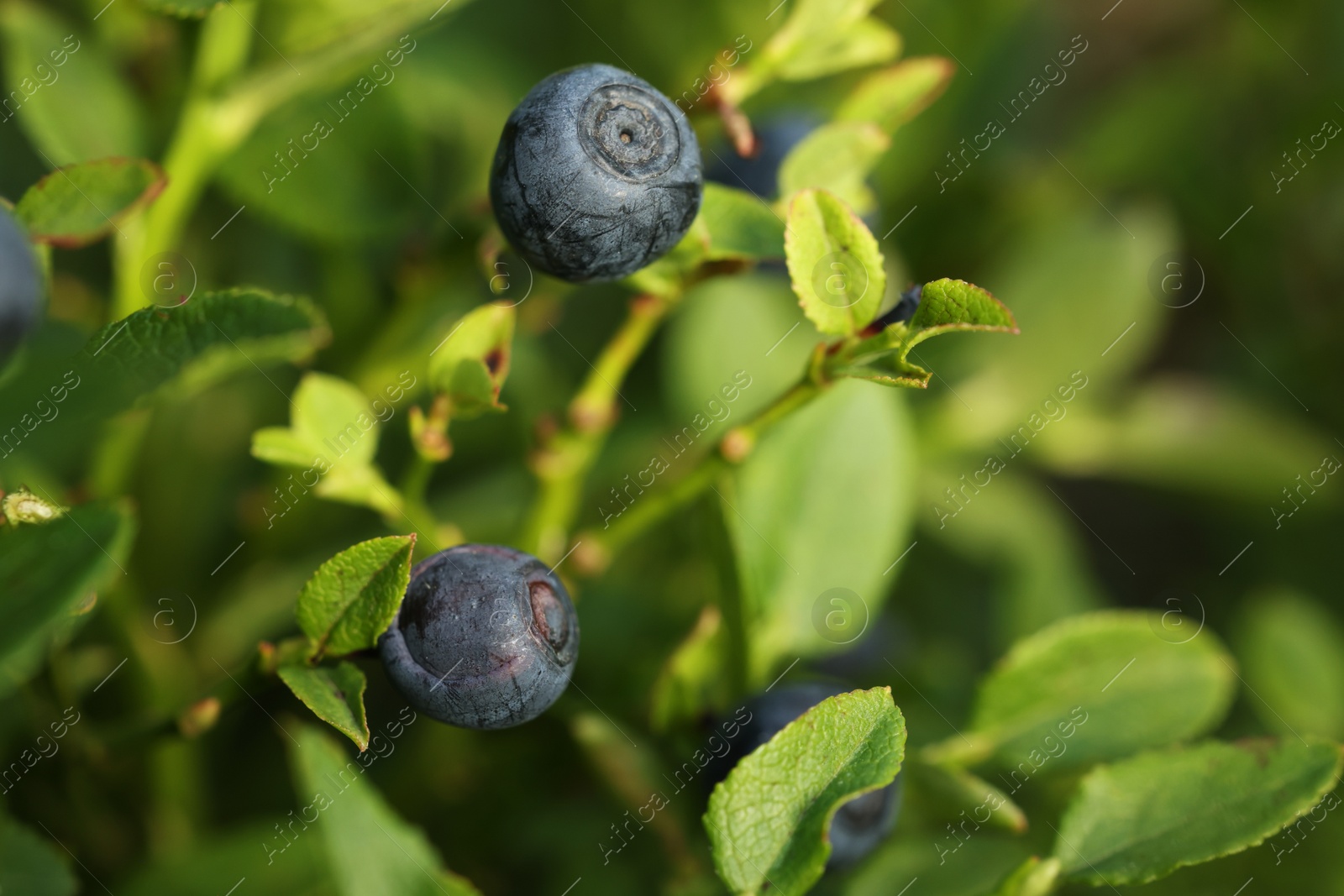 Photo of Ripe bilberries growing in forest, closeup. Seasonal berries