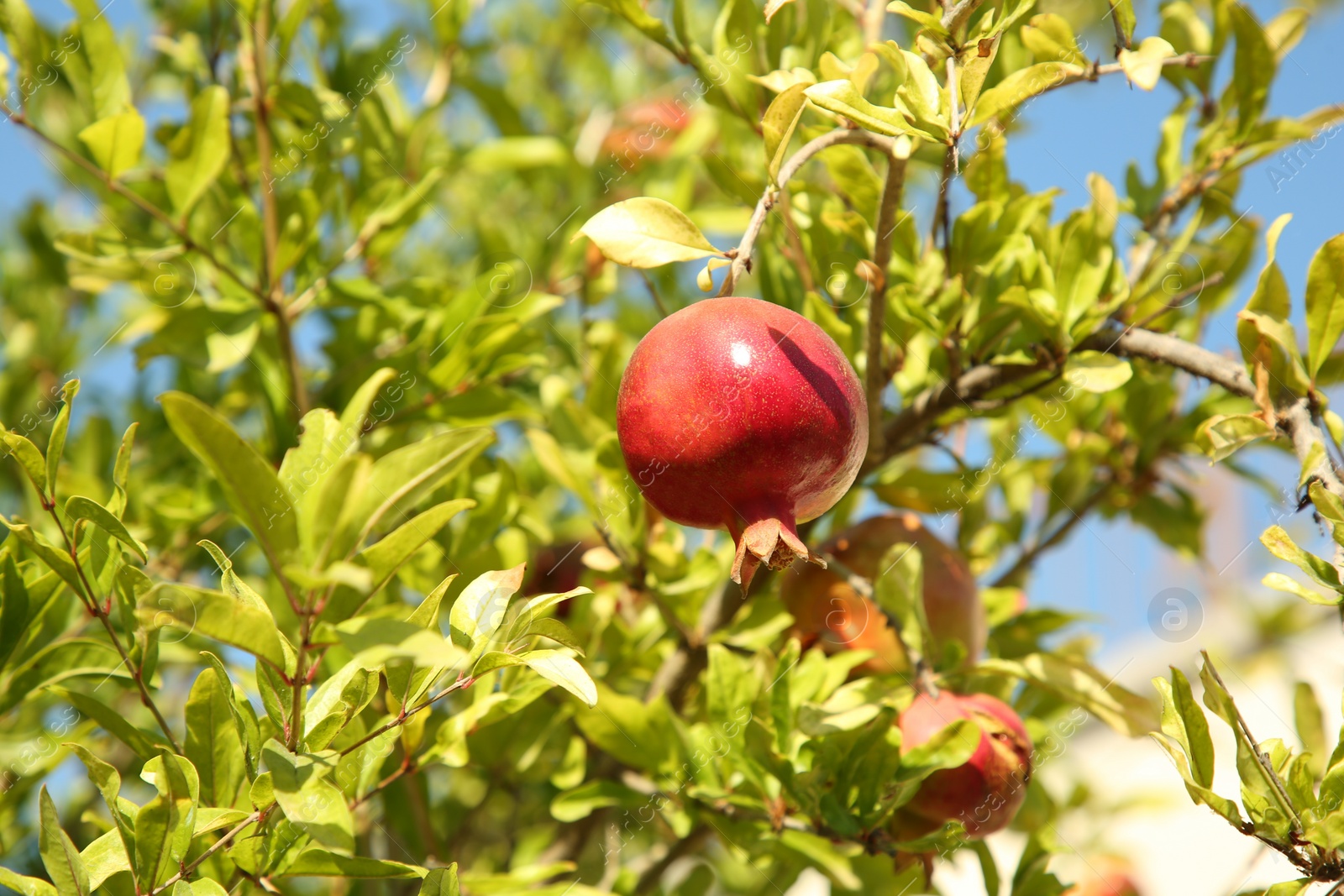 Photo of Pomegranate tree with ripening fruit outdoors on sunny day