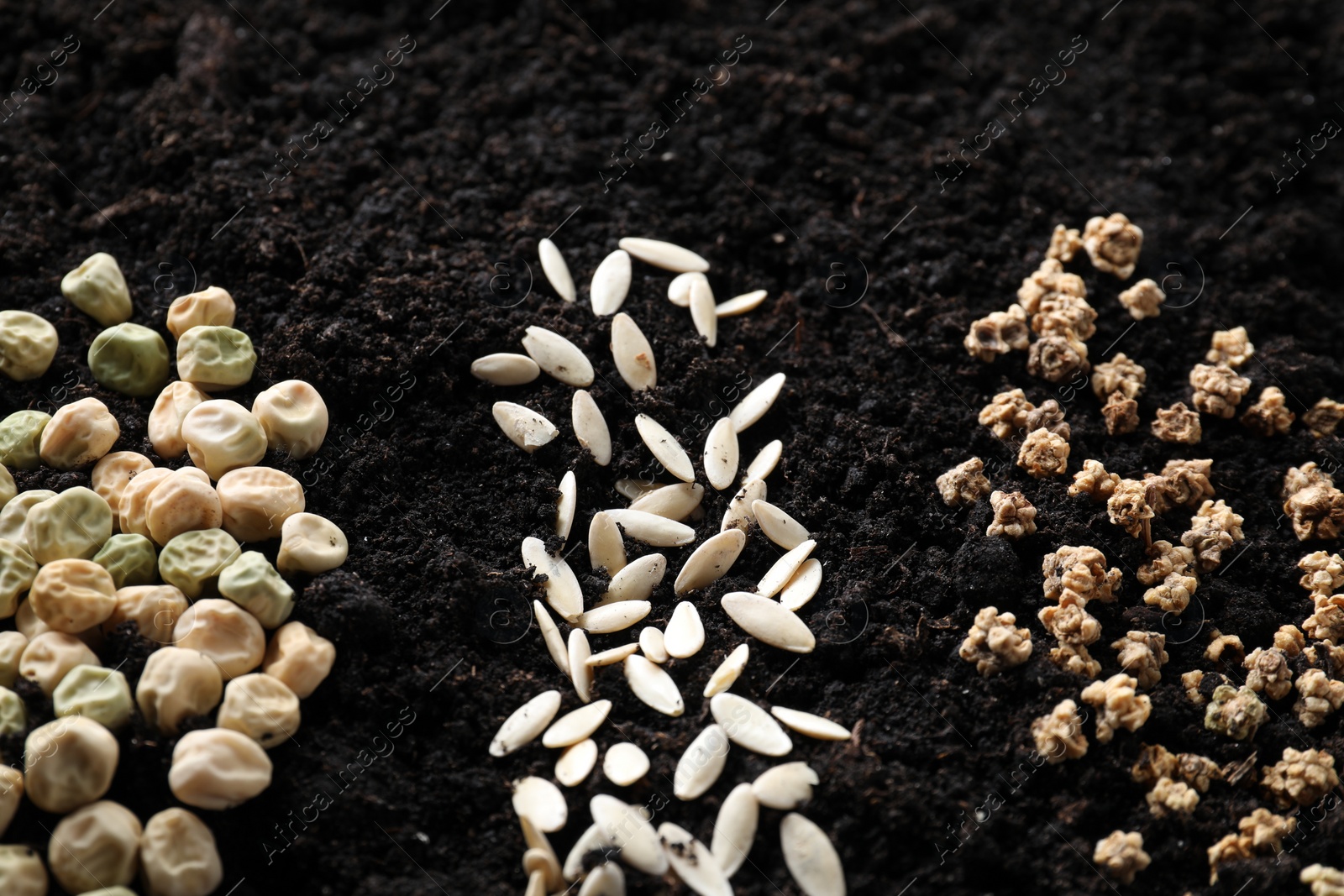 Photo of Different seeds on fertile soil. Vegetables growing