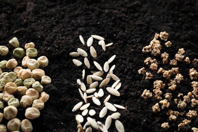 Photo of Different seeds on fertile soil. Vegetables growing