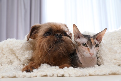 Adorable cat looking into camera and dog together on sofa at home. Friends forever