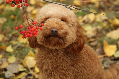 Photo of Cute fluffy dog in autumn park, closeup view