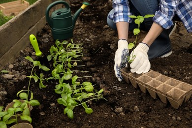 Photo of Woman transplanting seedling from container in soil outdoors, closeup