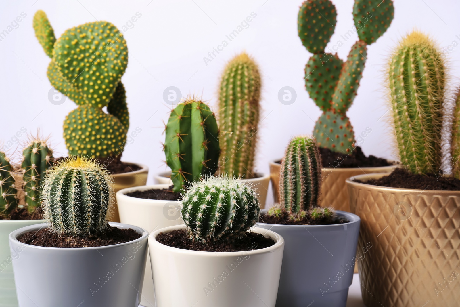 Photo of Many different cacti in pots on white background