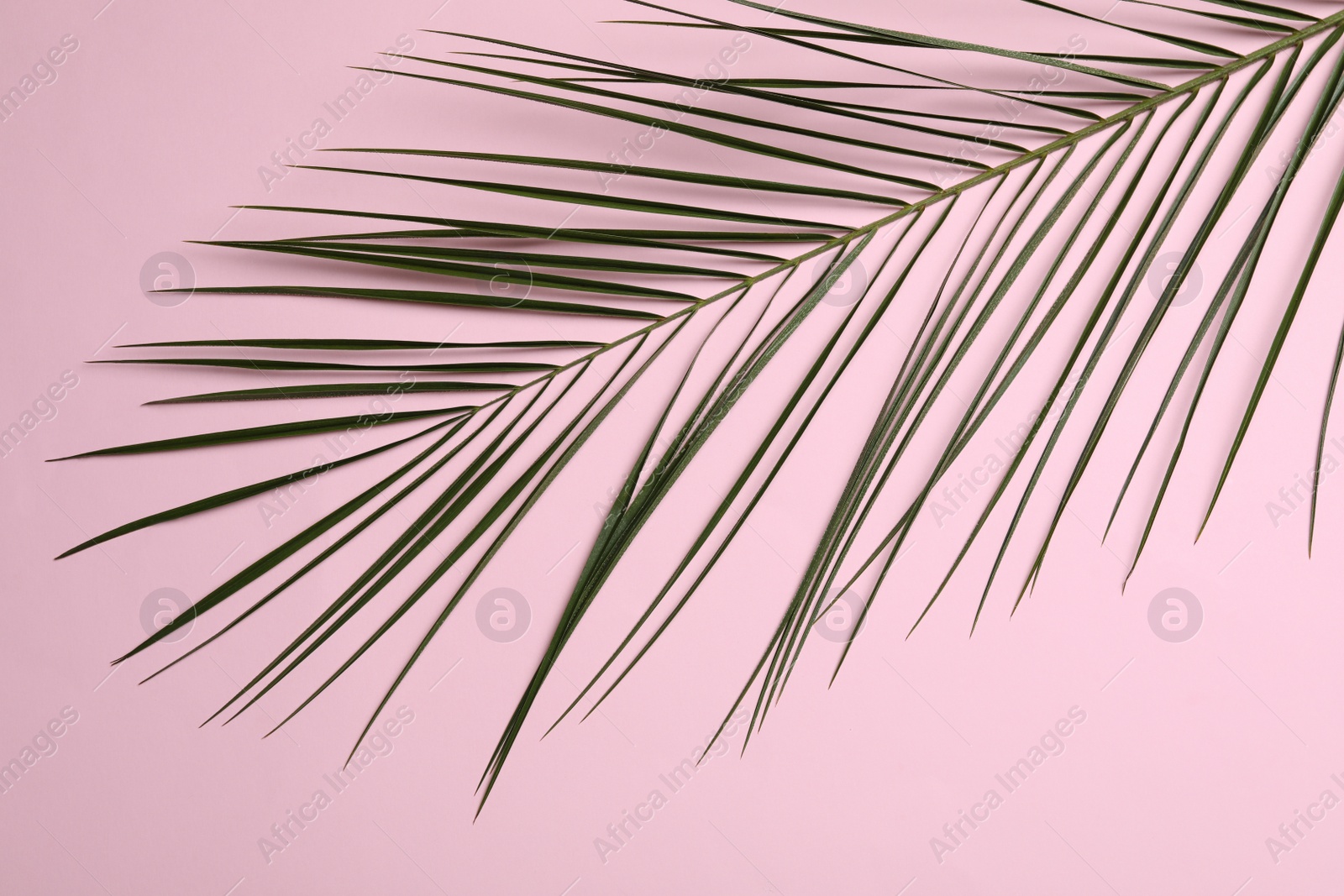 Photo of Leaf of tropical palm tree on color background, top view