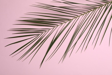 Leaf of tropical palm tree on color background, top view