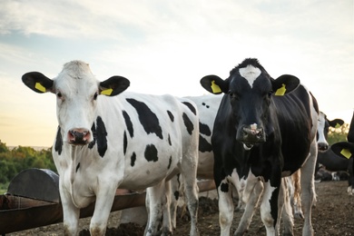 Photo of Many cute cows on farm. Animal husbandry