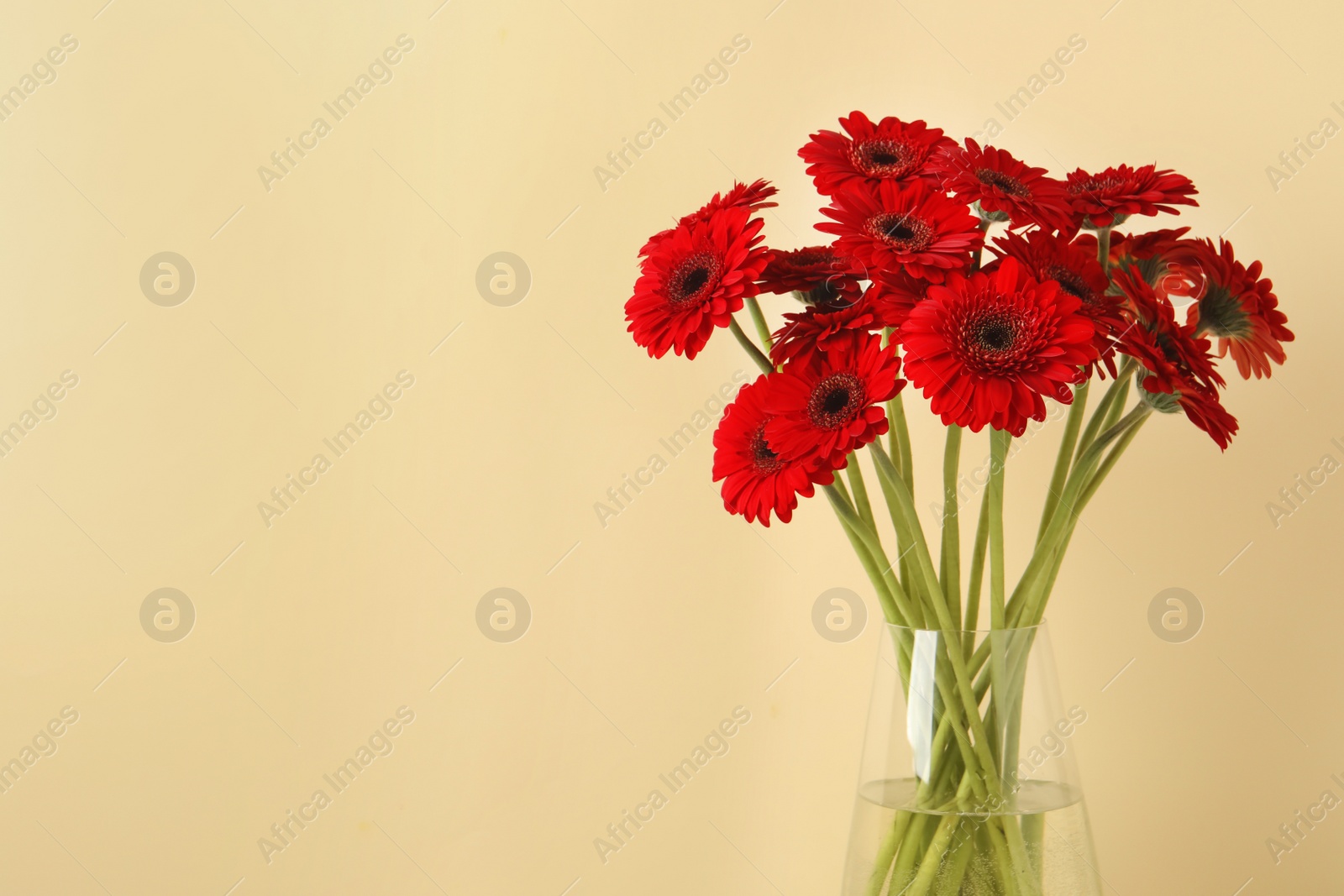 Photo of Bouquet of beautiful red gerbera flowers glass in vase on beige background. Space for text