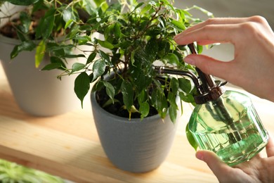 Photo of Woman spraying ficus with plant mister, closeup