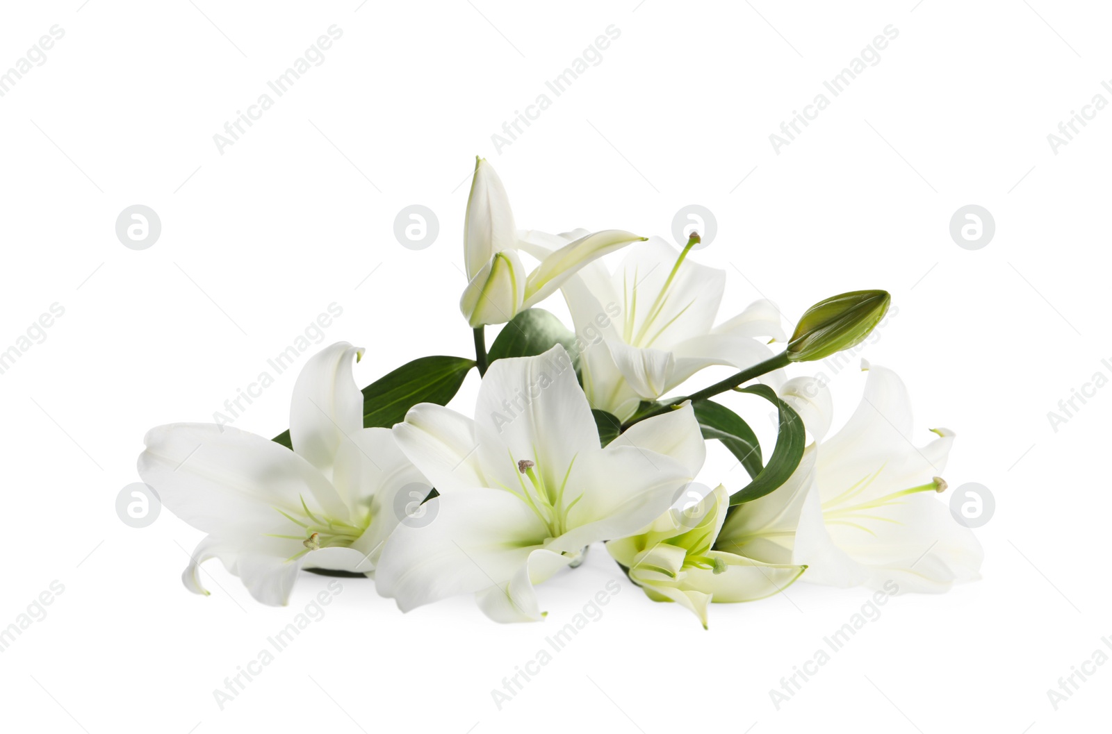 Photo of Beautiful fresh lily flowers isolated on white