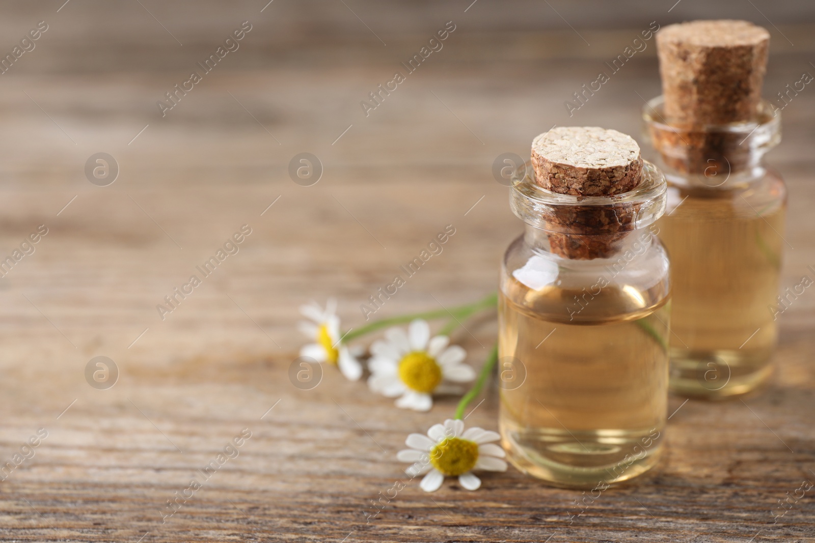 Photo of Chamomile flowers and bottles of essential oil on wooden table, space for text
