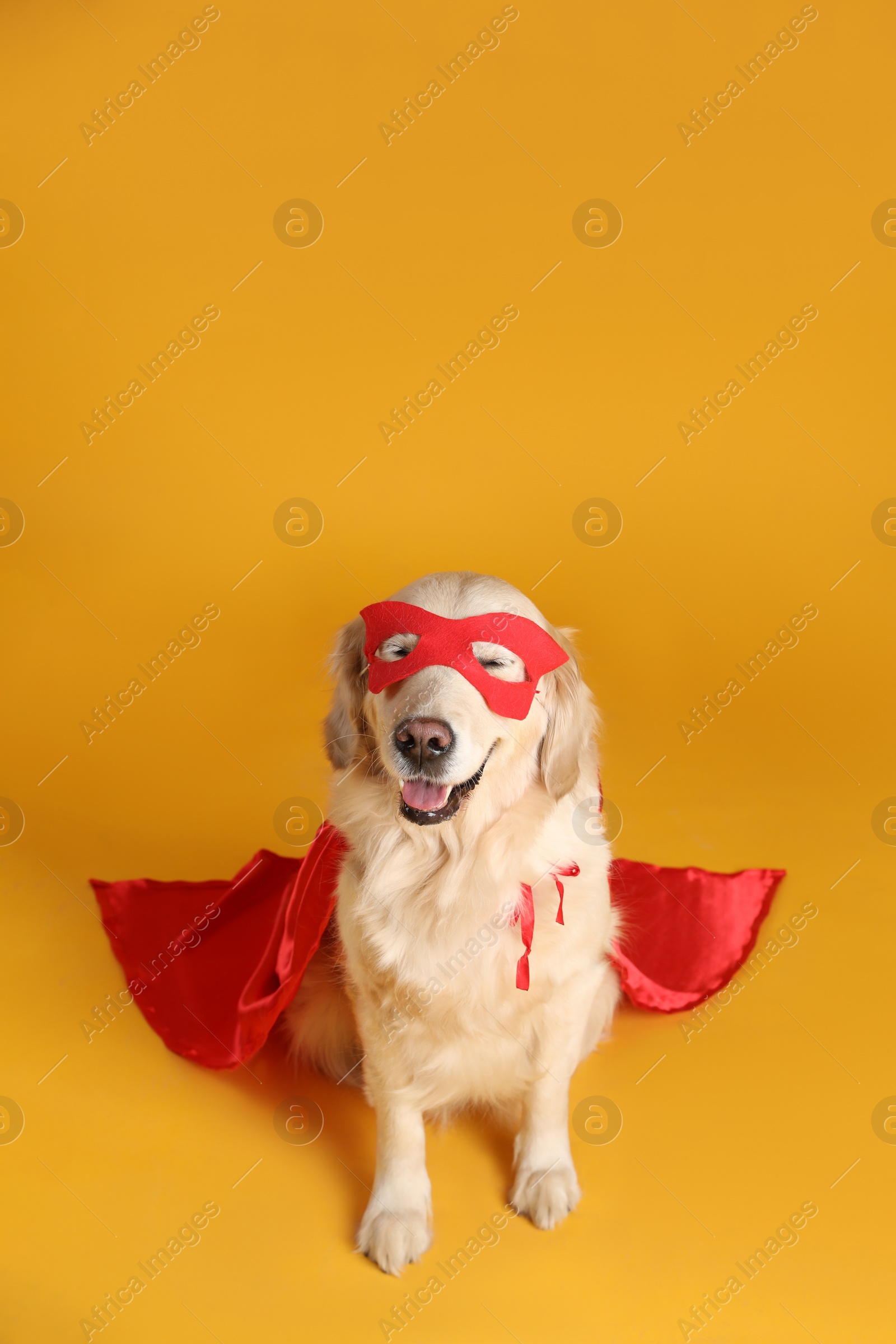 Photo of Adorable dog in red superhero cape and mask on yellow background