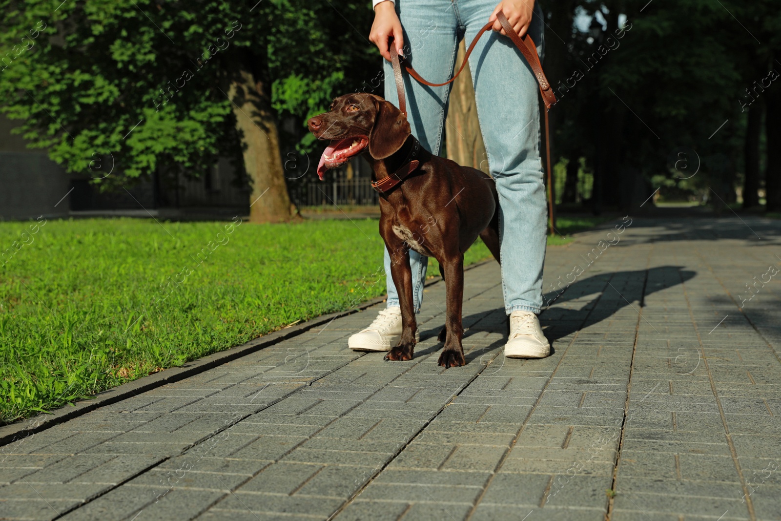 Photo of Woman with her German Shorthaired Pointer dog walking on city street, closeup