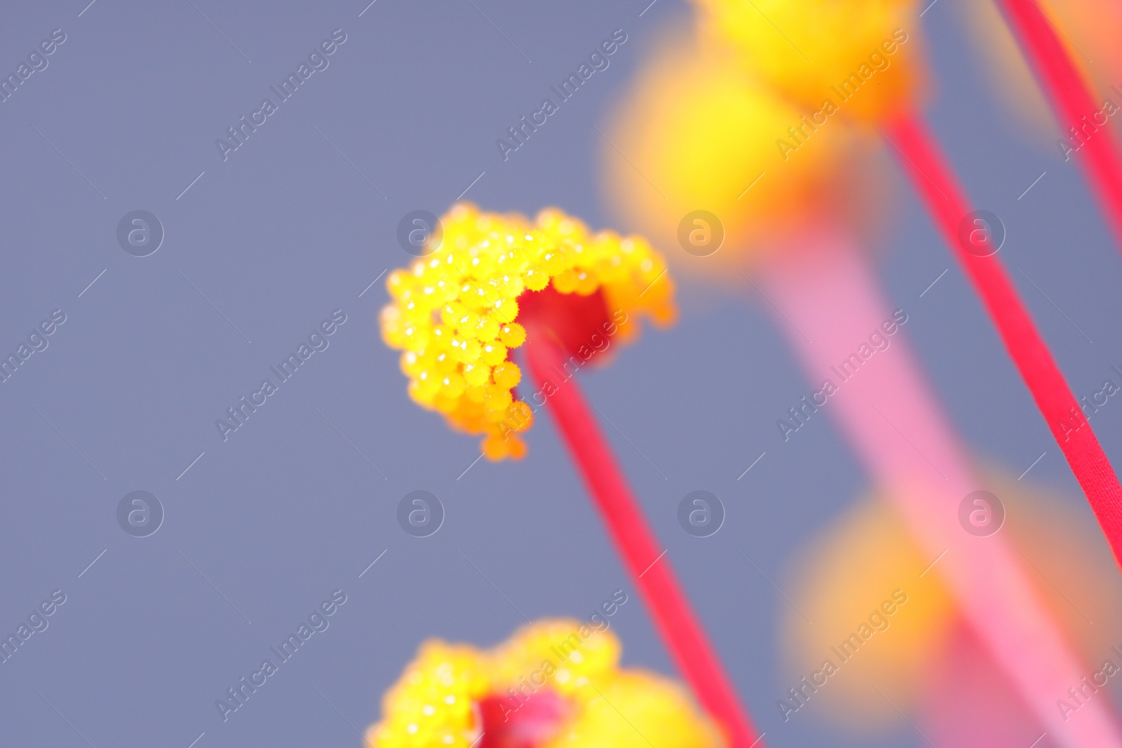 Photo of Anthers of beautiful pink hibiscus flower on light grey background, macro view