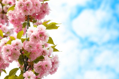 Beautiful blossoming sakura tree against sky, space for text