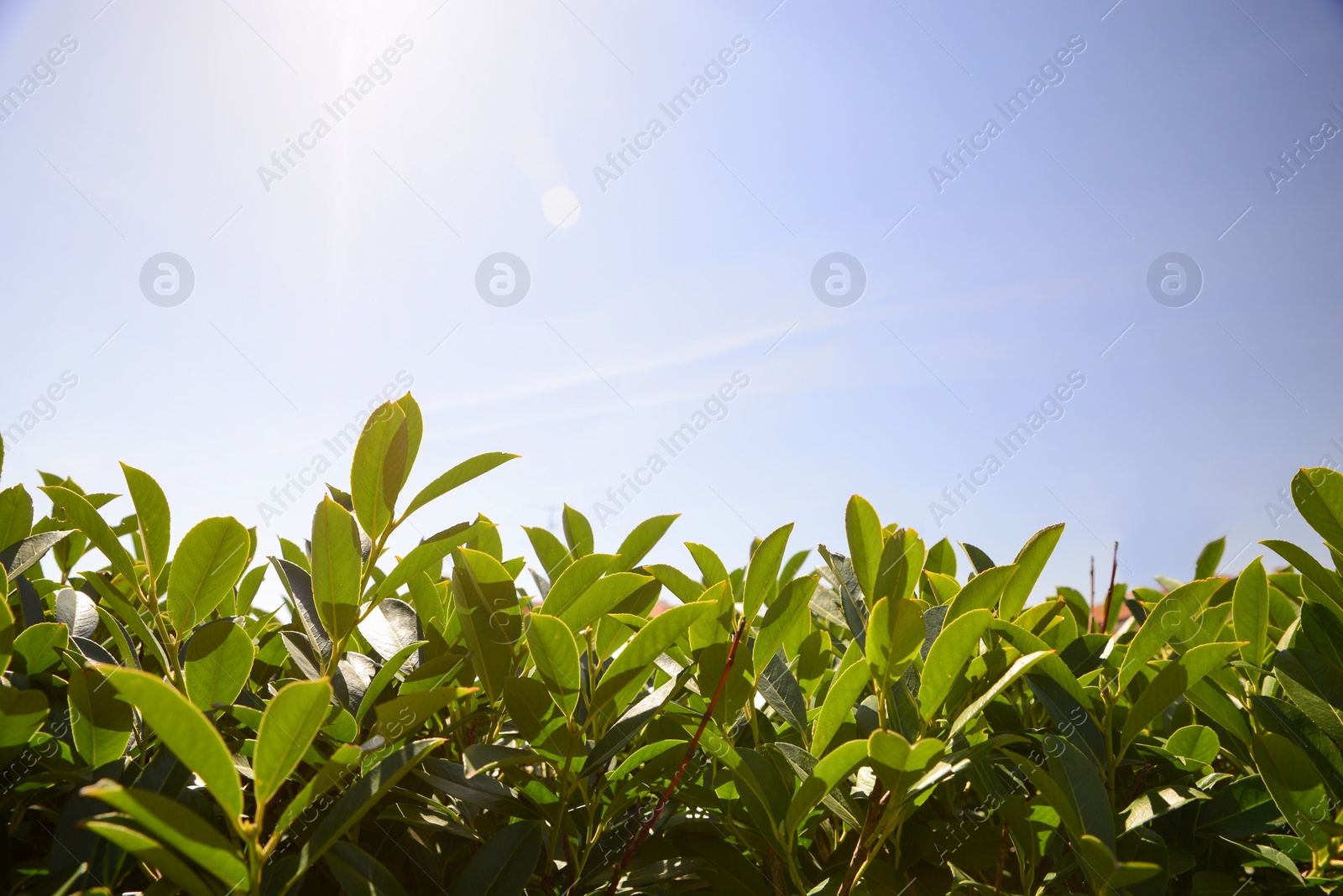 Photo of Closeup view of bay laurel shrub against blue sky