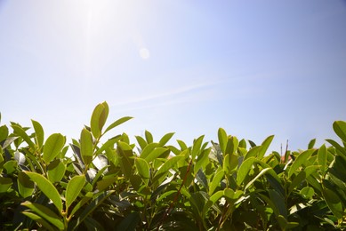 Closeup view of bay laurel shrub against blue sky