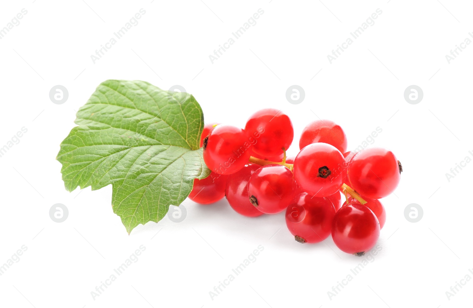 Photo of Delicious ripe red currants isolated on white