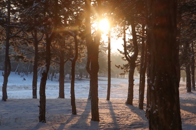 Photo of Beautiful view of sunrise in snowy forest on winter morning