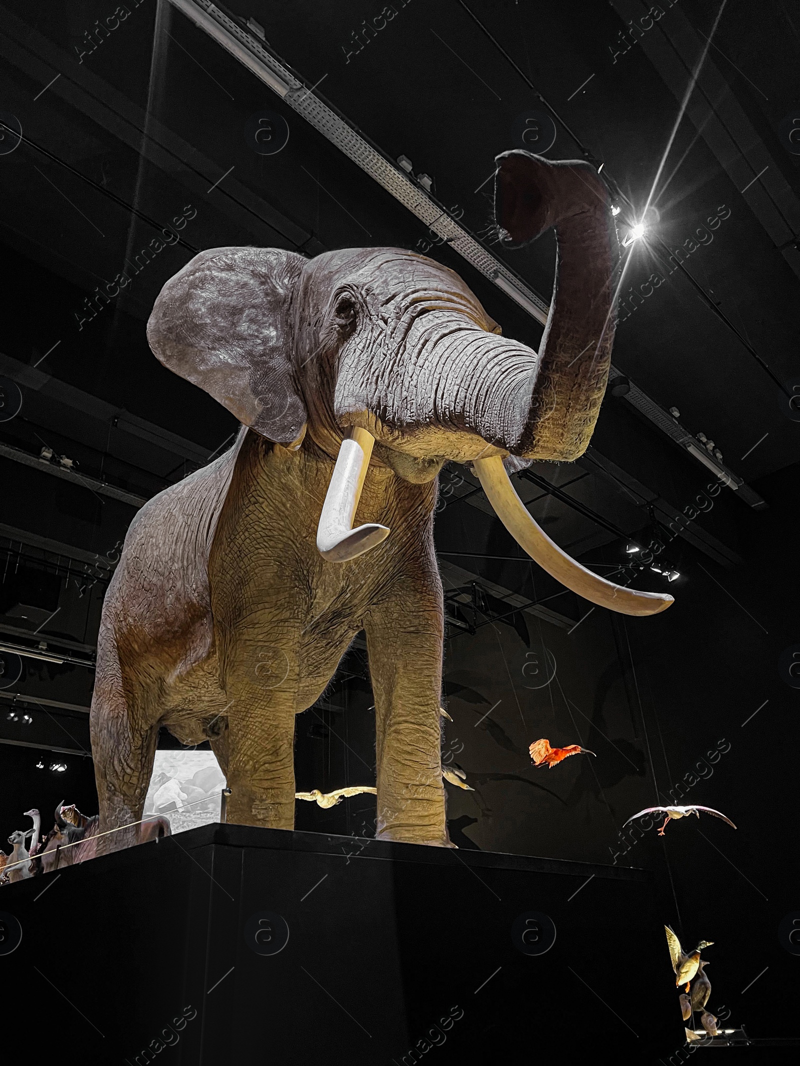 Photo of Big stuffed elephant in museum, low angle view