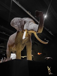 Big stuffed elephant in museum, low angle view