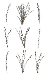 Image of Set with beautiful pussy willow branches on white background. Vertical banner design