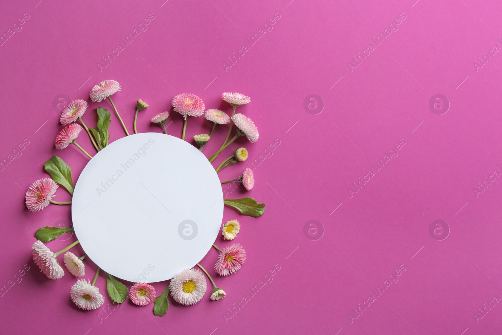 Photo of Flat lay composition with spring daisy flowers and card on color background. Space for text