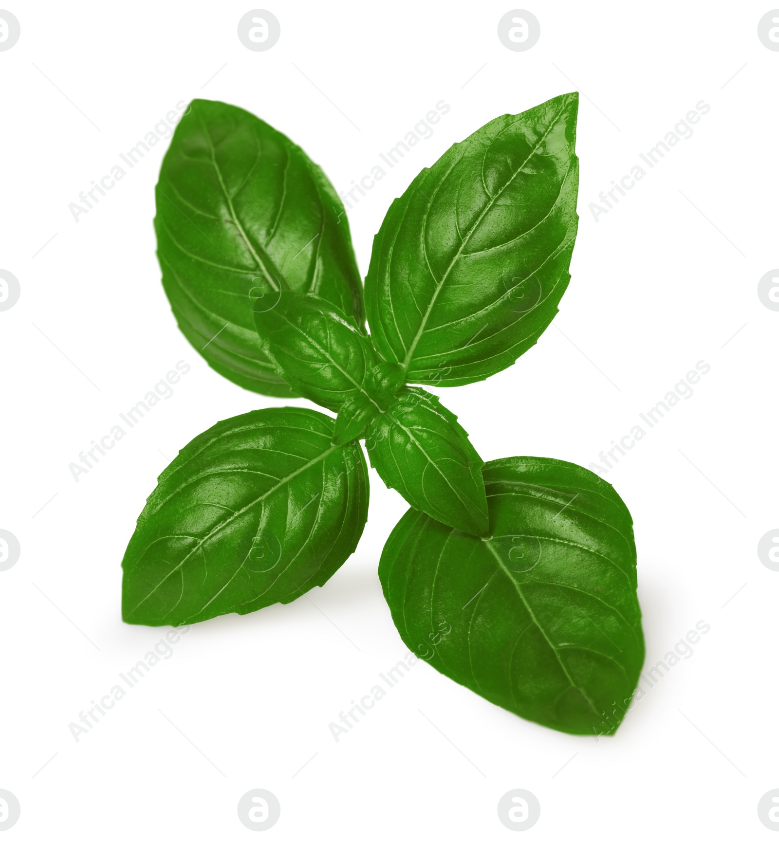 Photo of Fresh green basil leaves isolated on white