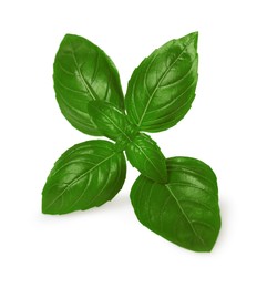 Photo of Fresh green basil leaves isolated on white