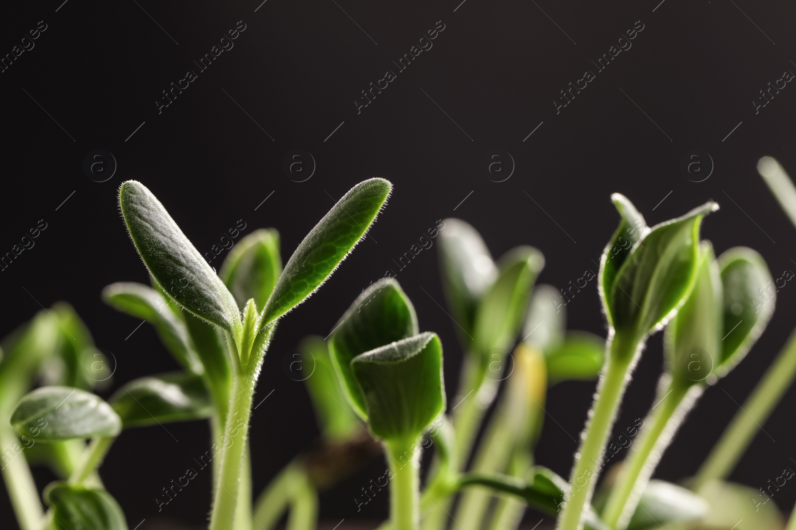 Photo of Little green seedlings growing against black background, closeup view