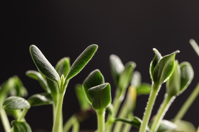 Little green seedlings growing against black background, closeup view