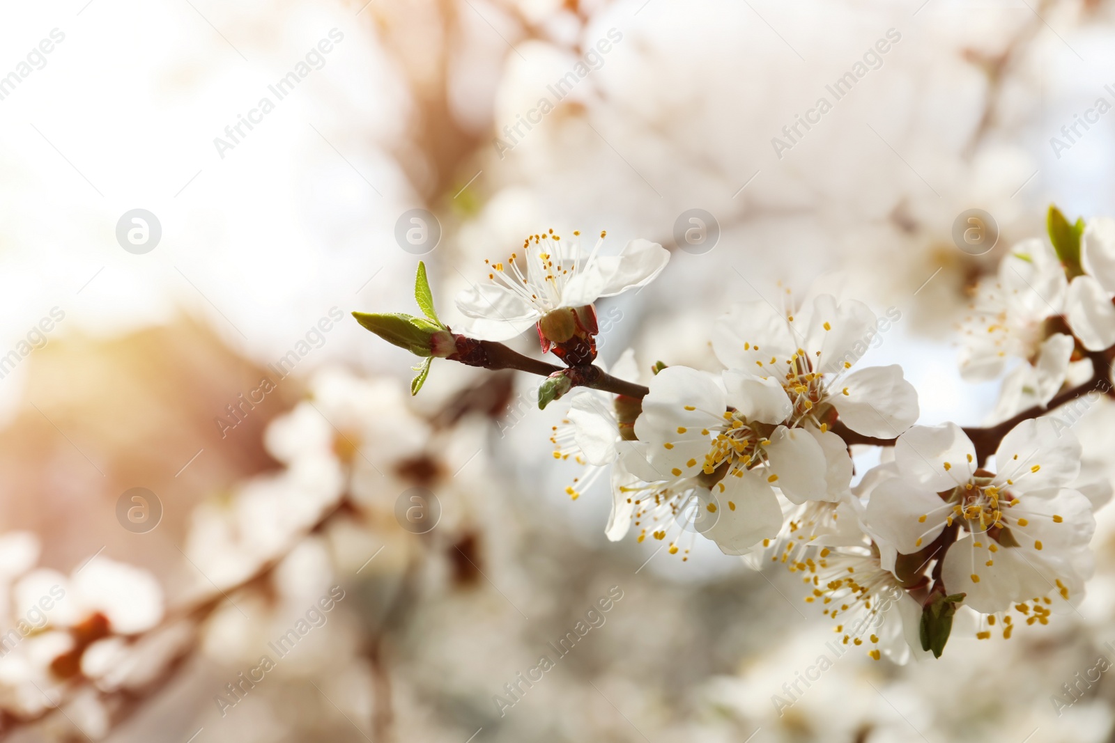 Photo of Beautiful apricot tree branch with tiny tender flowers outdoors, closeup. Awesome spring blossom