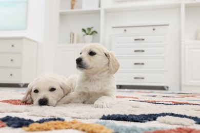 Photo of Cute little puppies lying on carpet at home. Space for text