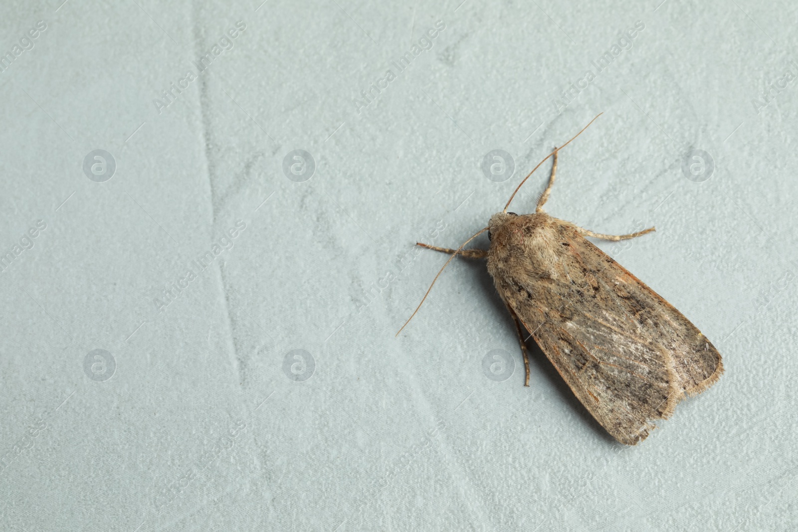 Photo of Paradrina clavipalpis moth on light grey textured background, top view. Space for text