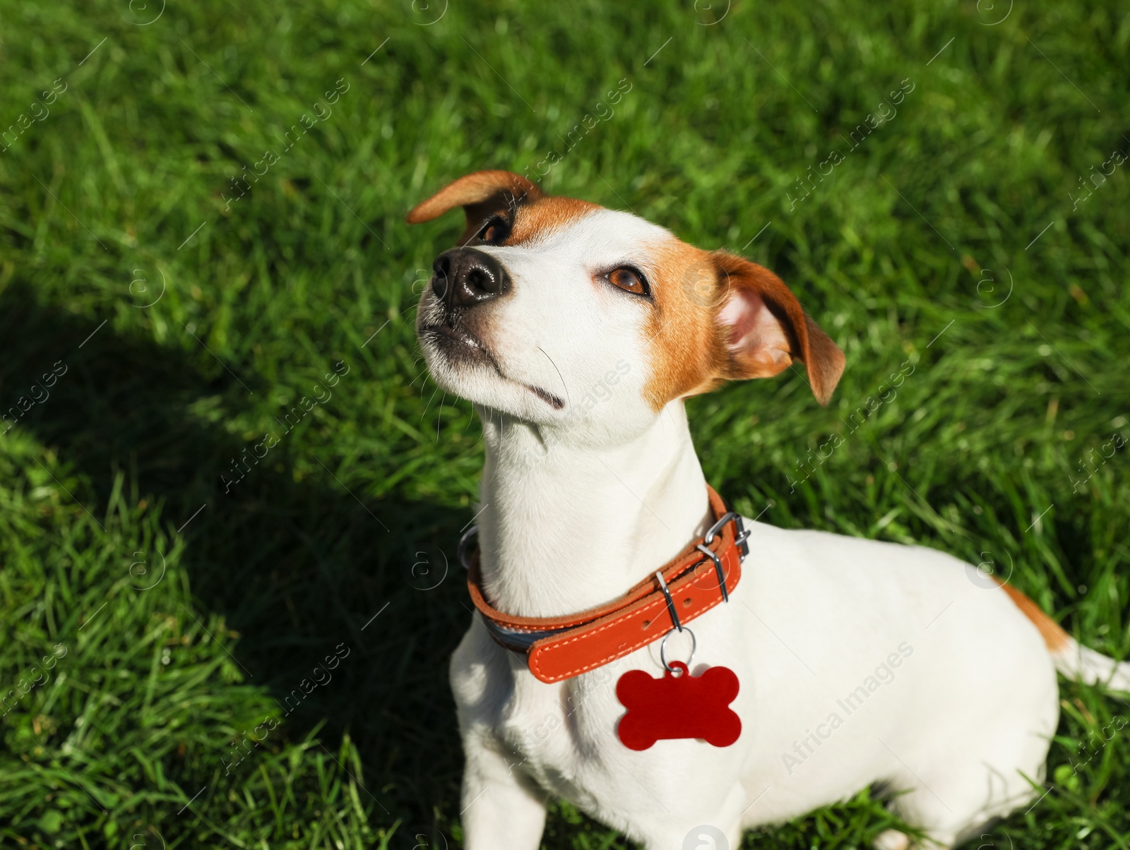 Photo of Beautiful Jack Russell Terrier in dog collar with tag on green grass outdoors