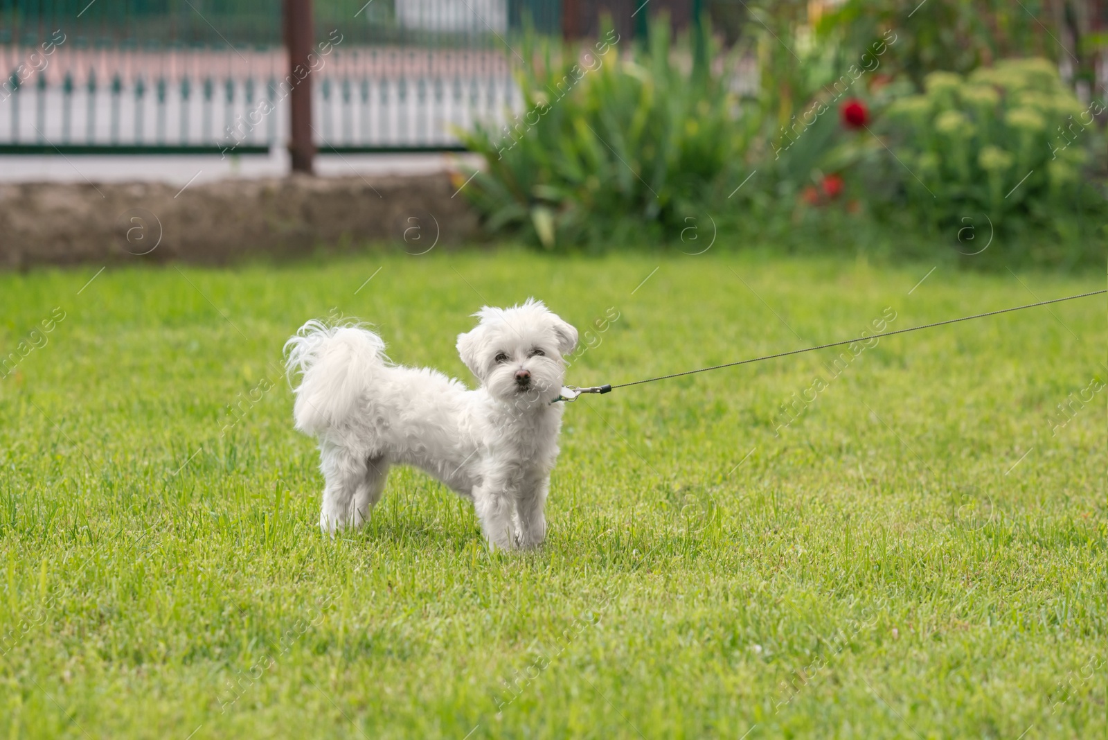 Photo of Cute little Maltese dog walking outdoors. Space for text