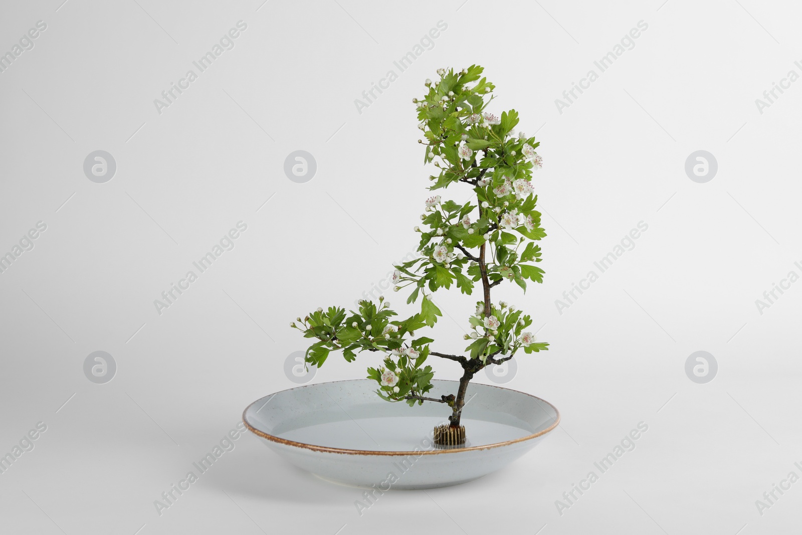 Photo of Stylish ikebana as house decor. Beautiful fresh branch with flowers on white background