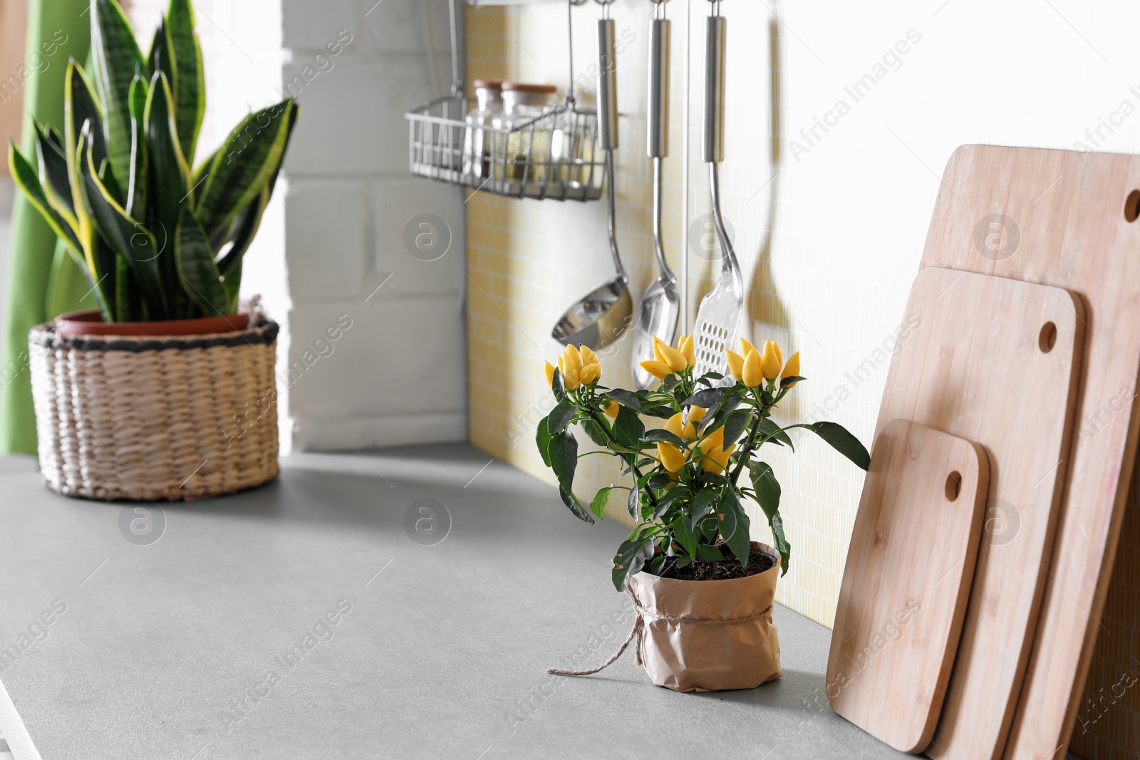 Photo of Beautiful green potted plant on countertop in kitchen. Home decoration