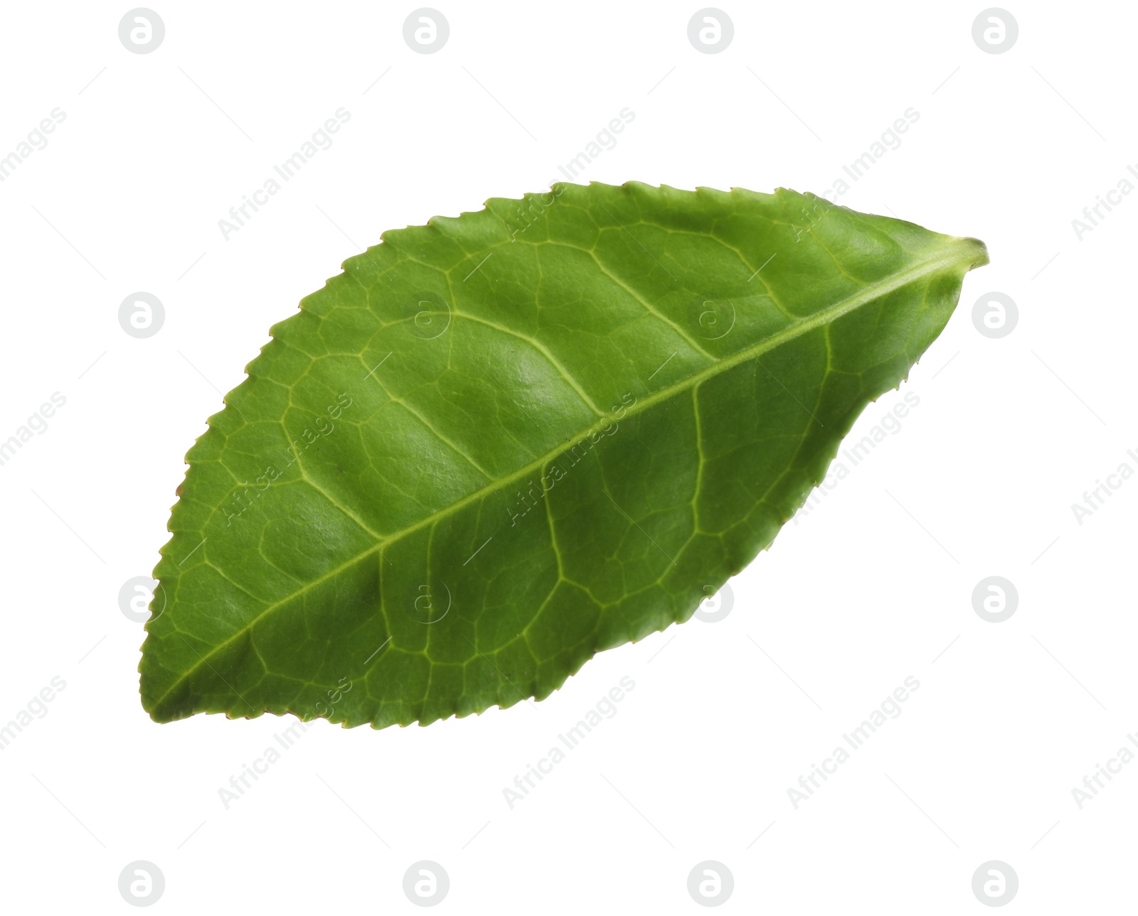 Photo of Fresh green tea leaf isolated on white