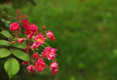 Photo of Beautiful blooming roses in garden on summer day, space for text