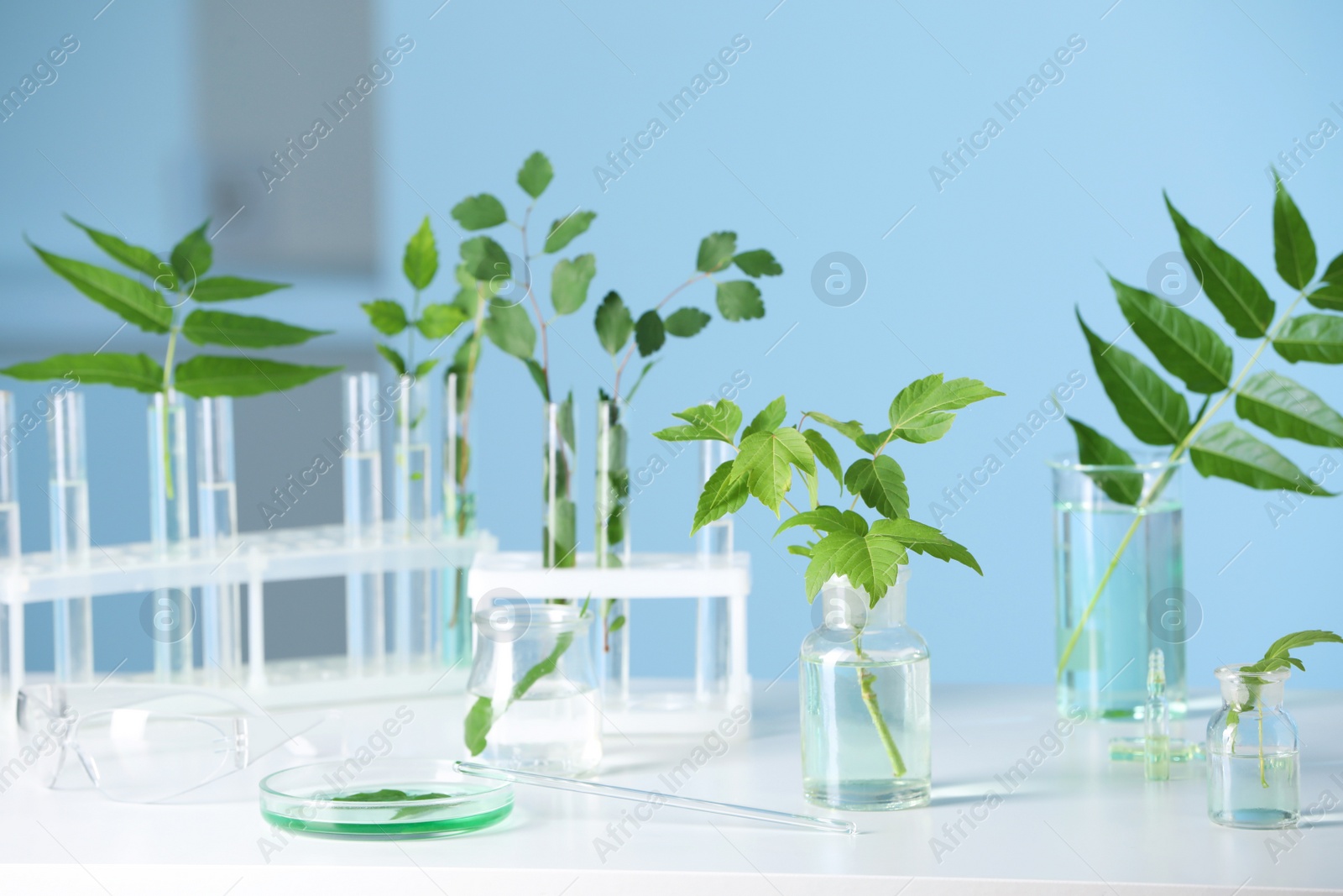 Photo of Laboratory glassware with plants on white table