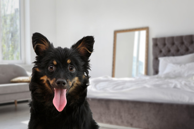 Image of Cute dog in room, space for text. Pet friendly hotel 