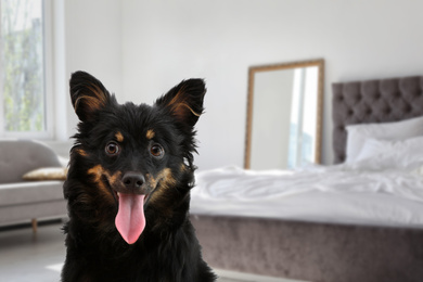 Cute dog in room, space for text. Pet friendly hotel 