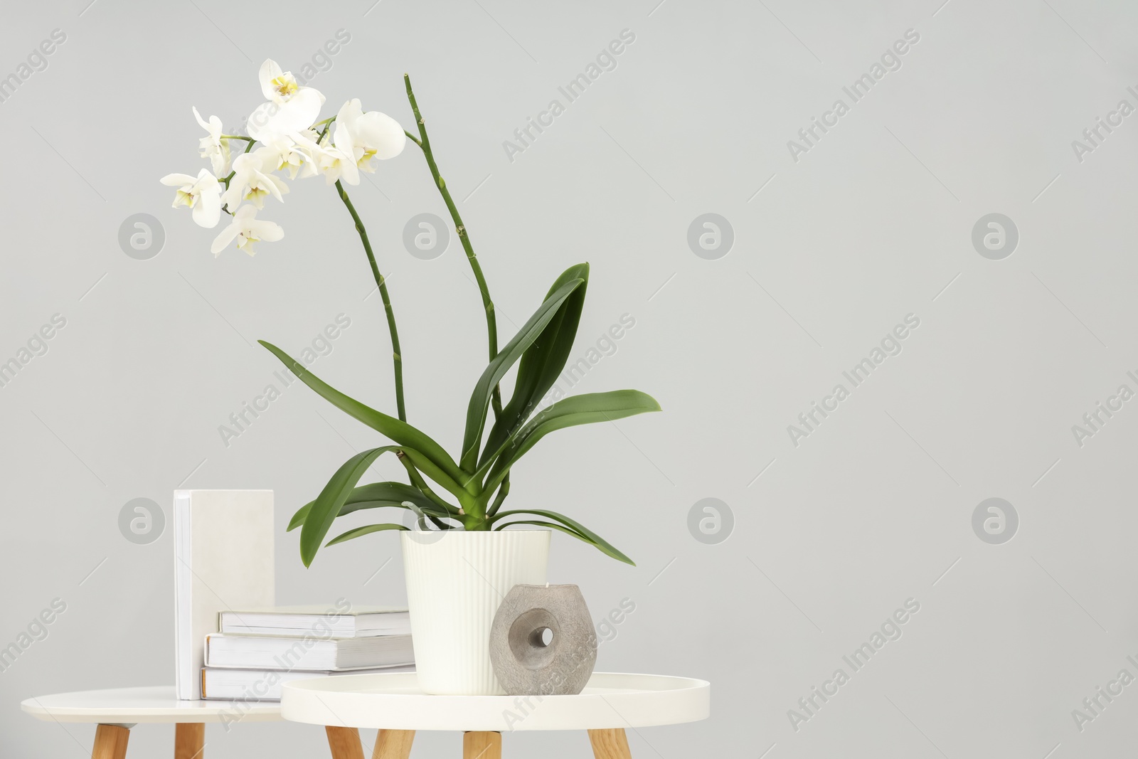 Photo of Blooming white orchid flower in pot, books and candle on nesting tables near grey wall indoors, space for text