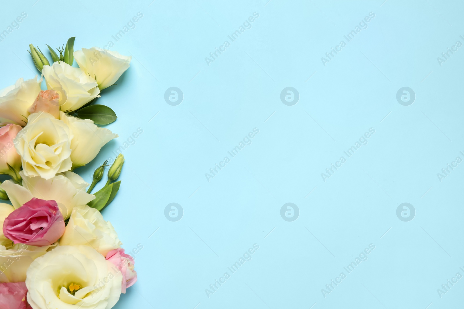 Photo of Beautiful Eustoma flowers on light blue background, flat lay. Space for text