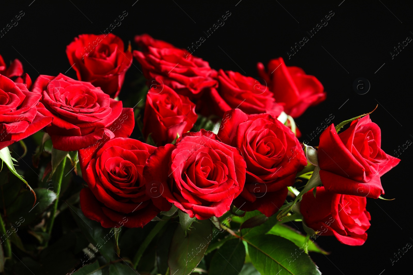 Photo of Beautiful red rose flowers on black background