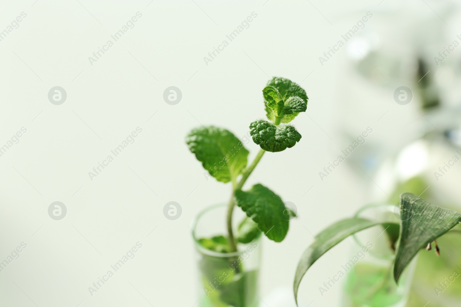 Photo of Green plant in test tube on blurred background, closeup. Biological chemistry